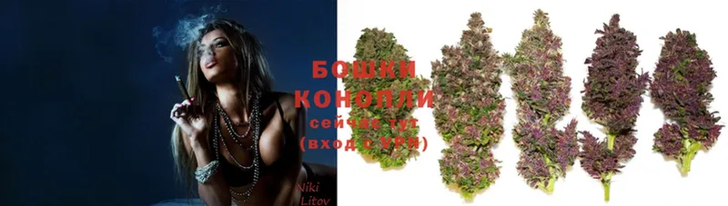 Каннабис OG Kush  Курчалой 